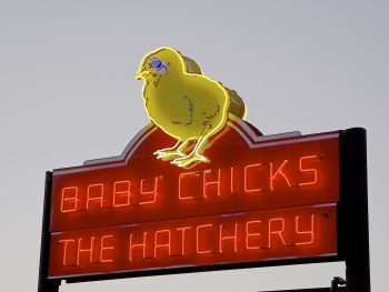 South side of the neon chick sign showing a lit-up chick and the words Baby Chicks The Hatchery. Photo taken June 14, 2026, at 620 Petaluma Blvd. North, Petaluma by Jim Johnson