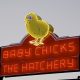 South side of the neon chick sign showing a lit-up chick and the words Baby Chicks The Hatchery. Photo taken June 14, 2026, at 620 Petaluma Blvd. North, Petaluma by Jim Johnson